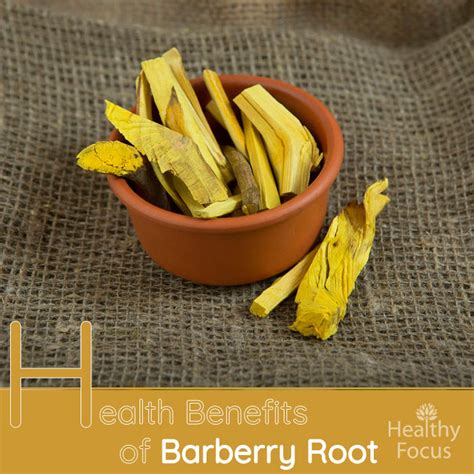 root burberry|health benefits of barberry root.